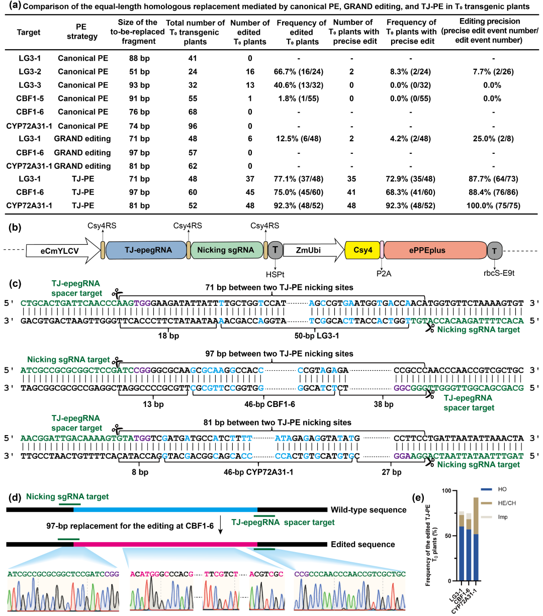 ZLab collaboration advances precise large-fragment genome editing in rice