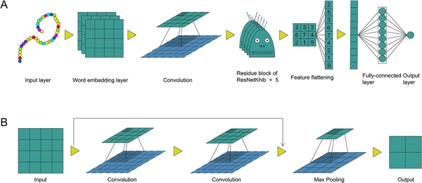 ResNetKhib: a novel cell type-specific tool for predicting lysine 2-hydroxyisobutylation sites via transfer learning